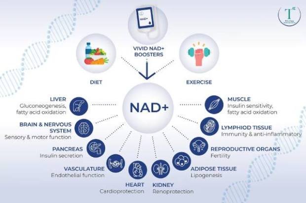 How does Ozelyt NAD+ work – supplement mechanism boosting cellular energy and focus